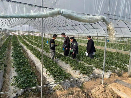 景谷多措并舉，合力保障春節(jié)期間農(nóng)產(chǎn)品質(zhì)量安全