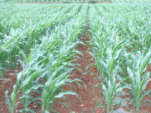 云南省農(nóng)業(yè)廳與云南農(nóng)業(yè)信息網(wǎng) 一站式農(nóng)業(yè)信息咨詢服務(wù)平臺(tái)